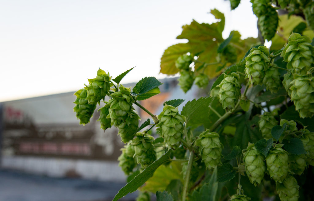 hops outside the brewery