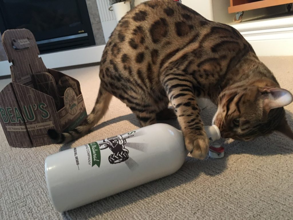 Beau the cat with a ceramic Lug
